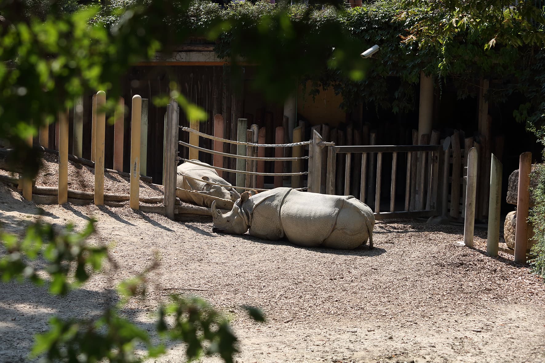 Tiergarten PANZERNASHORN
