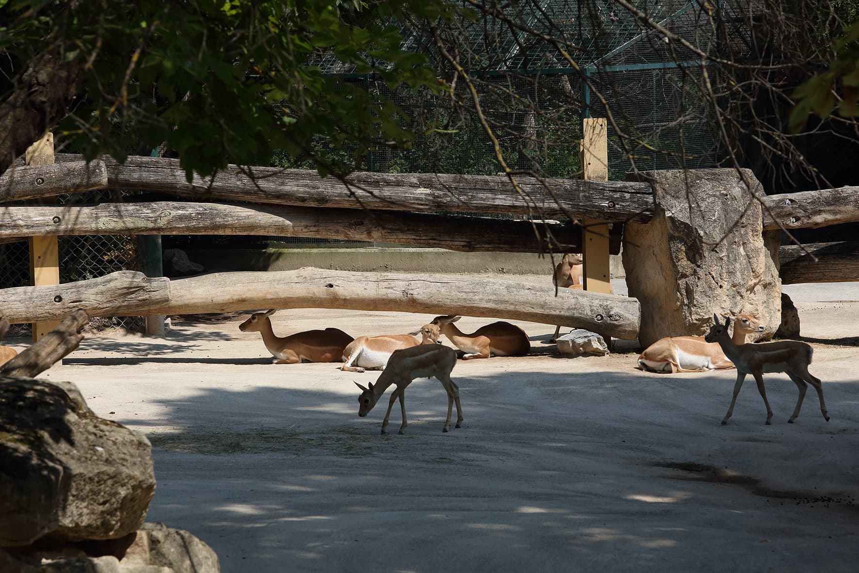Tiergarten PANZERNASHORN