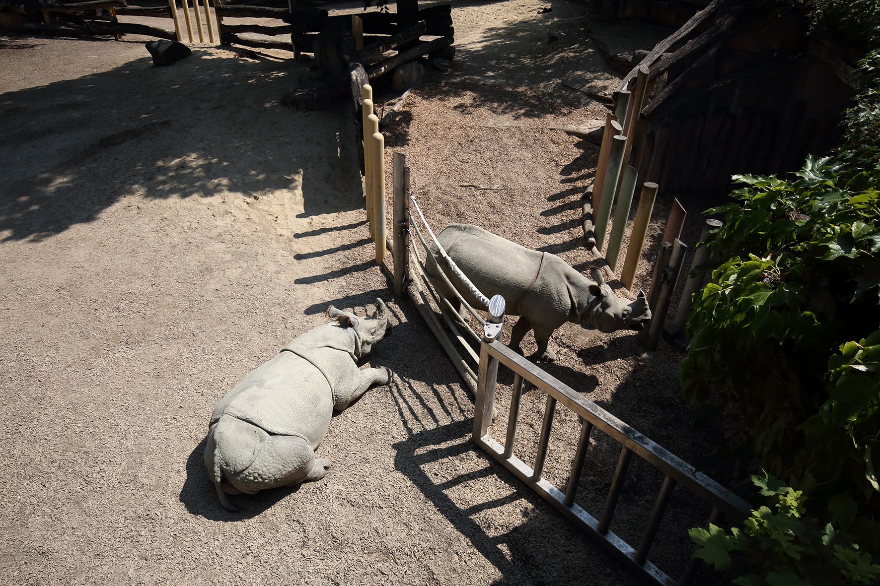 Tiergarten PANZERNASHORN