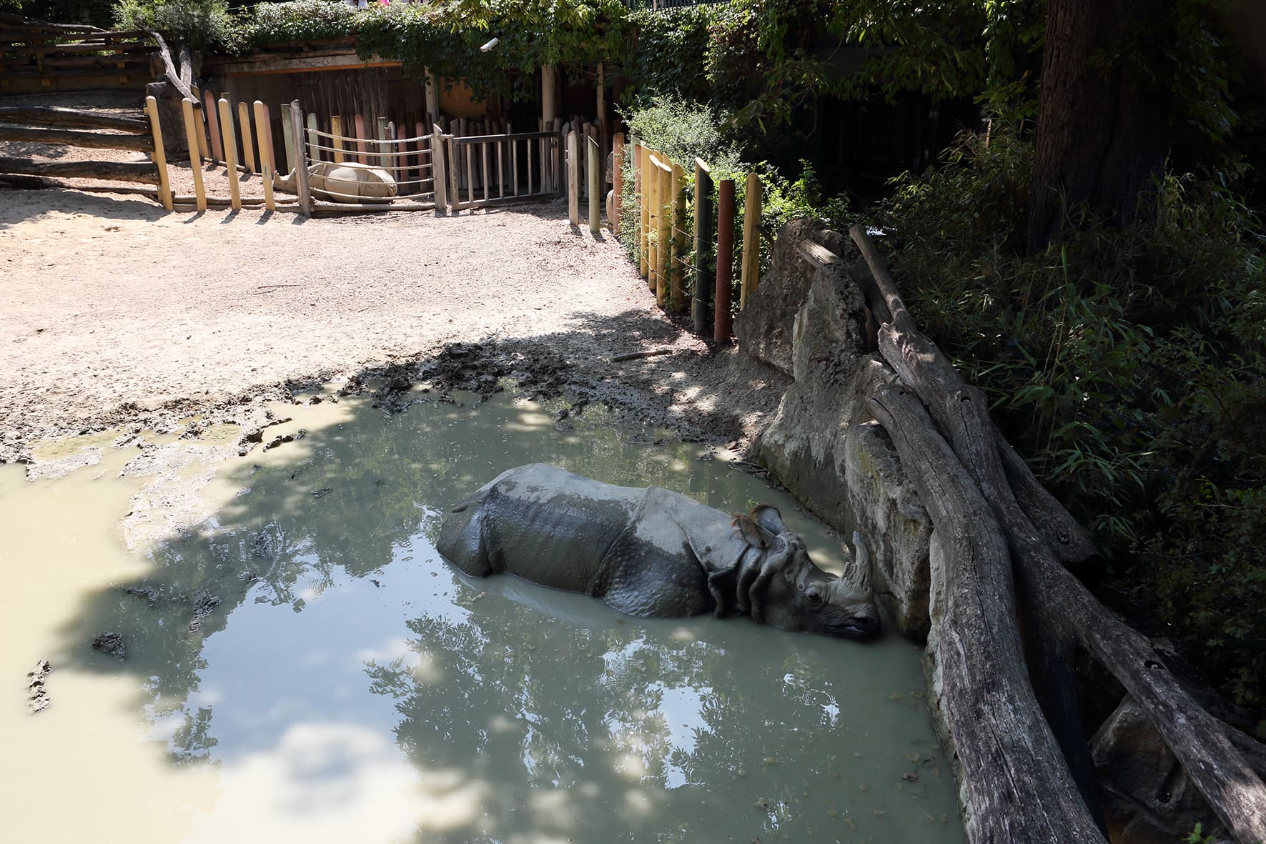 Tiergarten PANZERNASHORN