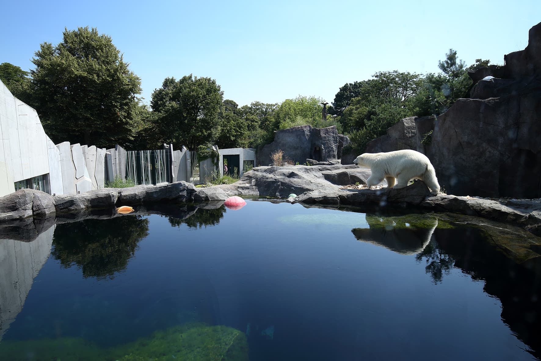 Tiergarten EISBÄR